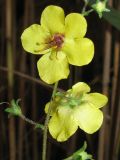 Verbascum blattaria. Часть соцветия. Украина, г. Запорожье, возле Детской железной дороги. 15.09.2011.