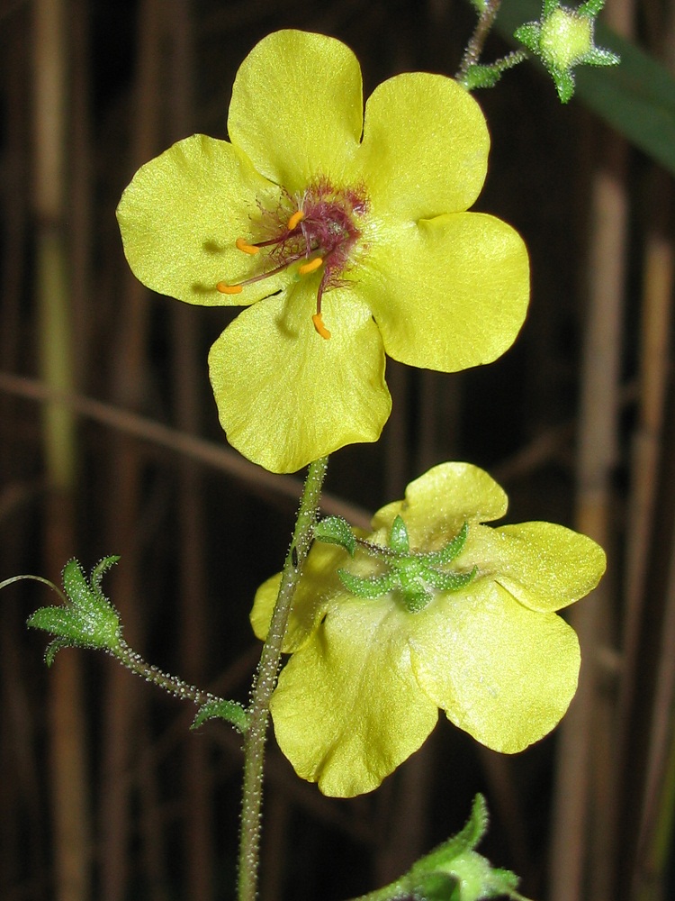 Изображение особи Verbascum blattaria.