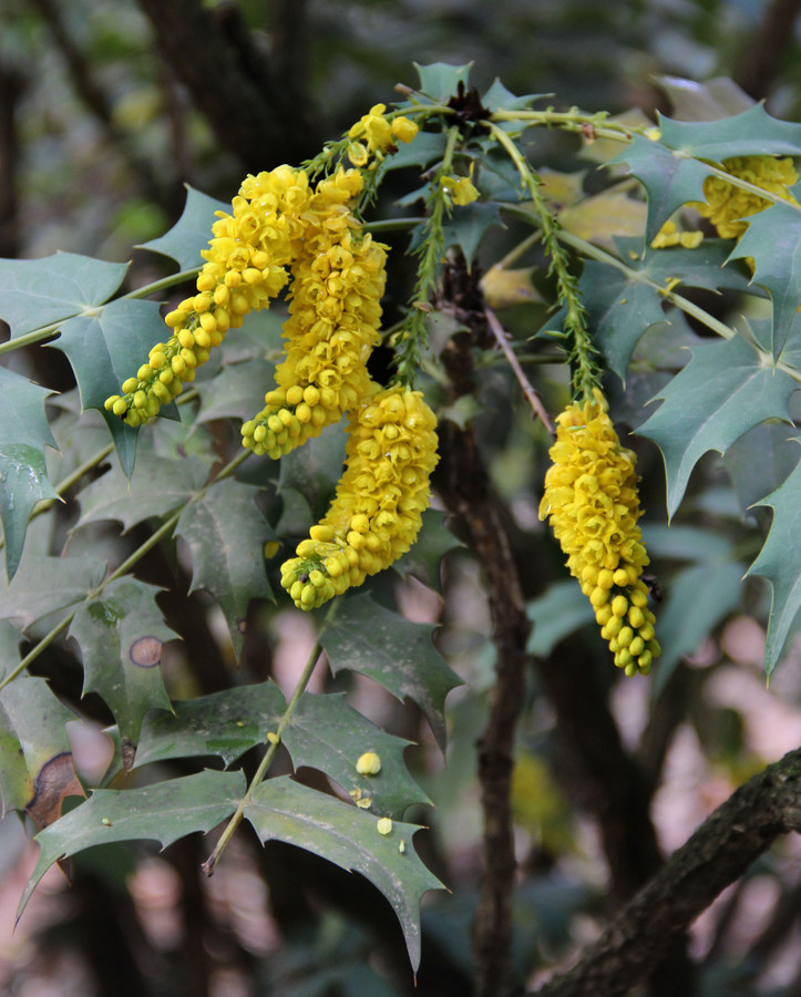 Image of Mahonia &times; media specimen.