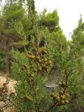 Juniperus phoenicea. Ветвь с шишкоягодами. Хорватия, Дубровник, гора Srd, можжевеловое редколесье. 28 августа 2010 г.