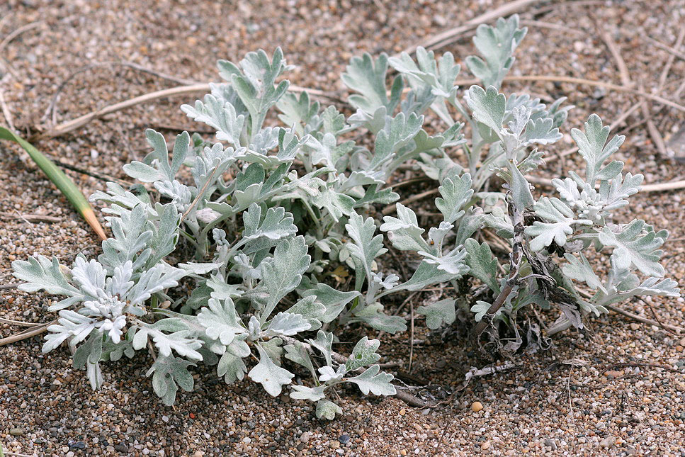 Изображение особи Artemisia stelleriana.