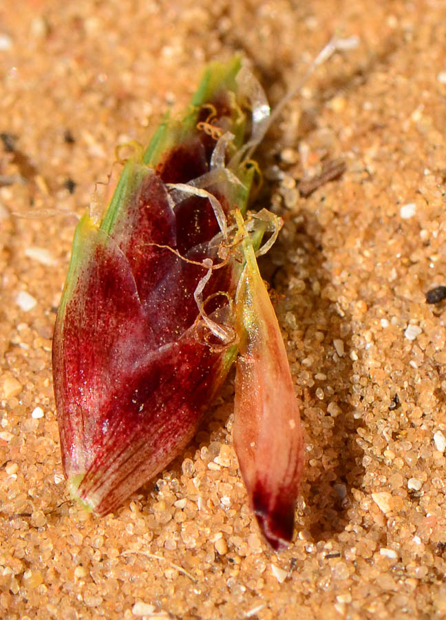 Image of Cyperus capitatus specimen.