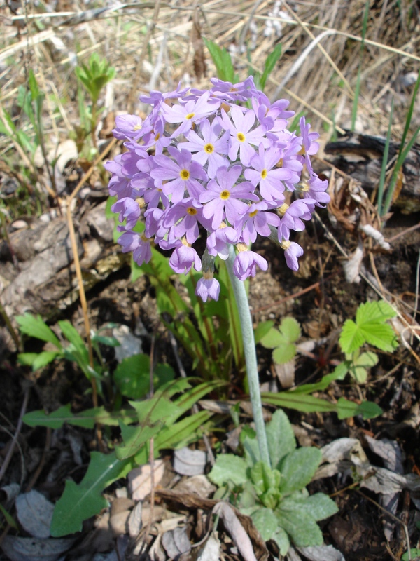 Image of Primula fistulosa specimen.