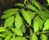 Sambucus racemosa