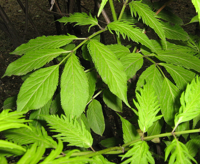 Image of Sambucus racemosa specimen.