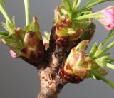 Prunus serrulata. Верхушка веточки с основаниями соцветий (Pendula). Германия, г. Кемпен, в парке. 14.04.2013.