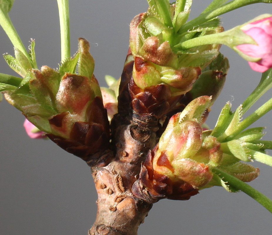 Image of Prunus serrulata specimen.