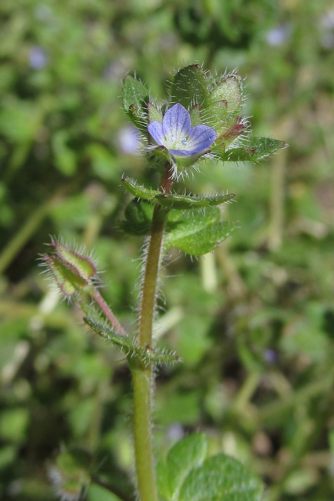 Изображение особи Veronica hederifolia.