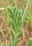 Anthemis ruthenica