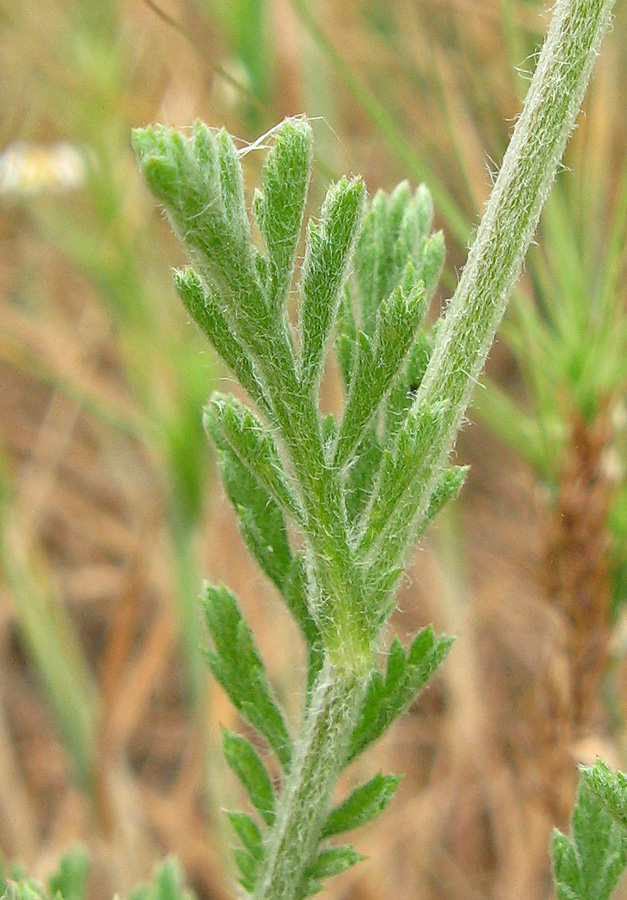 Image of Anthemis ruthenica specimen.