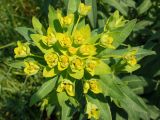 Euphorbia palustris