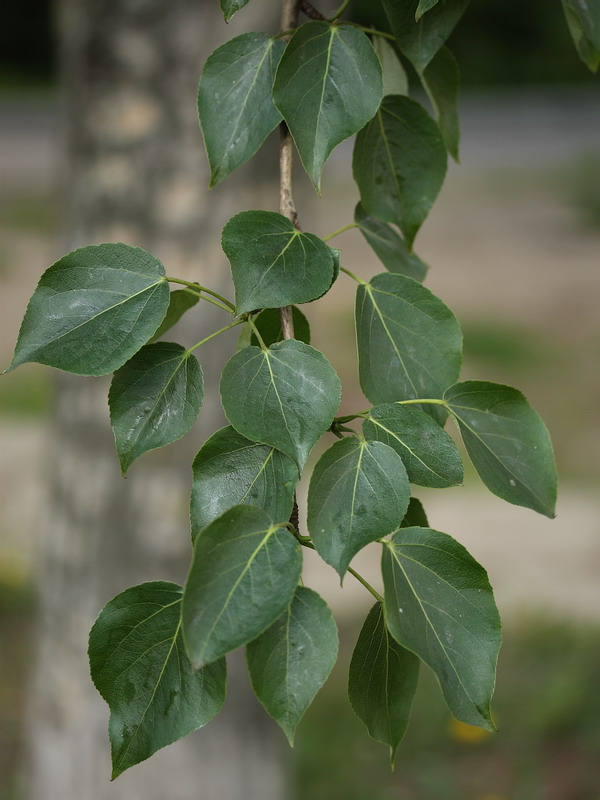 Изображение особи род Populus.
