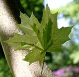 Acer platanoides