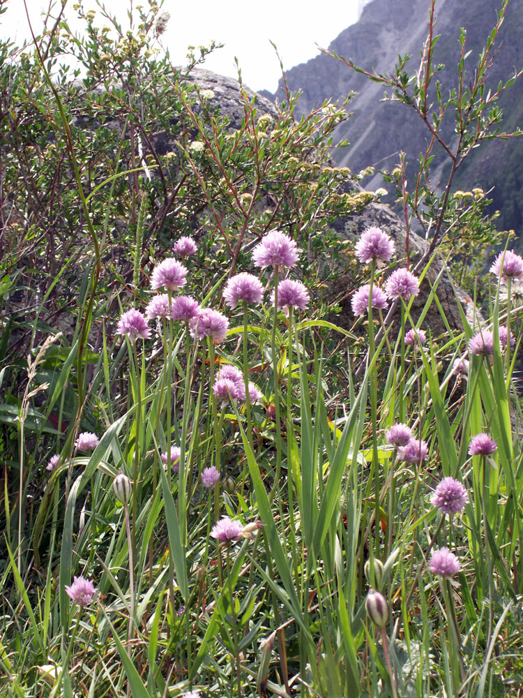 Image of Allium schoenoprasoides specimen.