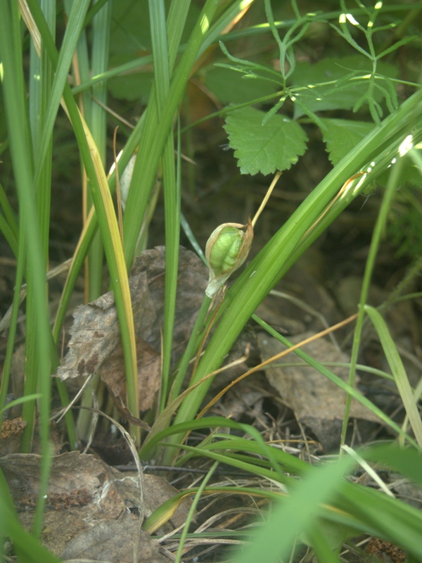 Image of Iris ruthenica specimen.