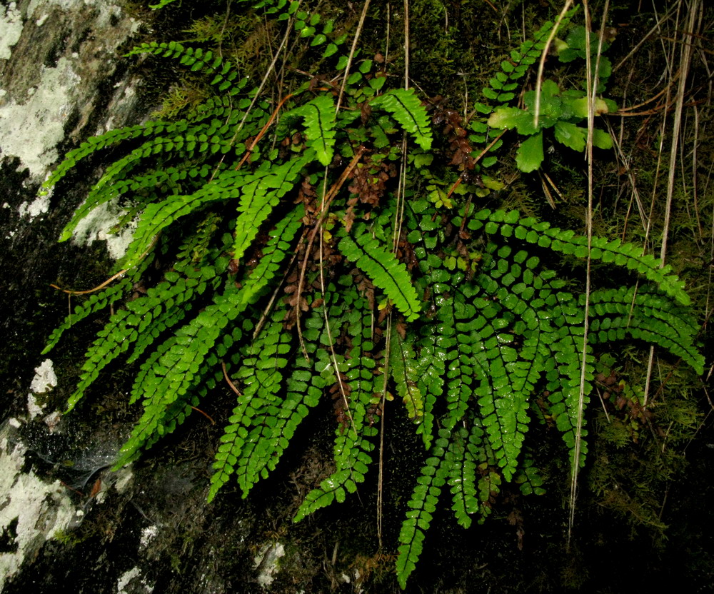 Изображение особи Asplenium trichomanes ssp. kulumyssiense.