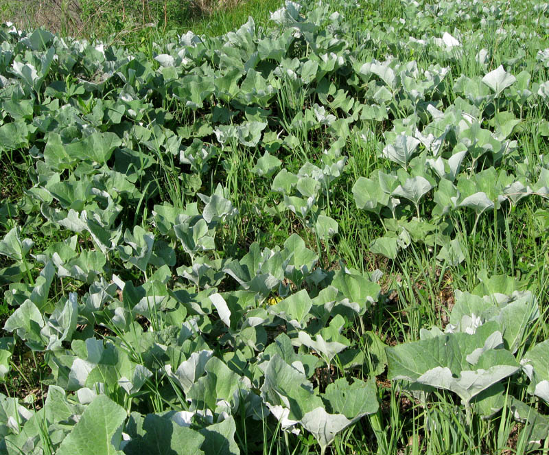 Image of Petasites spurius specimen.