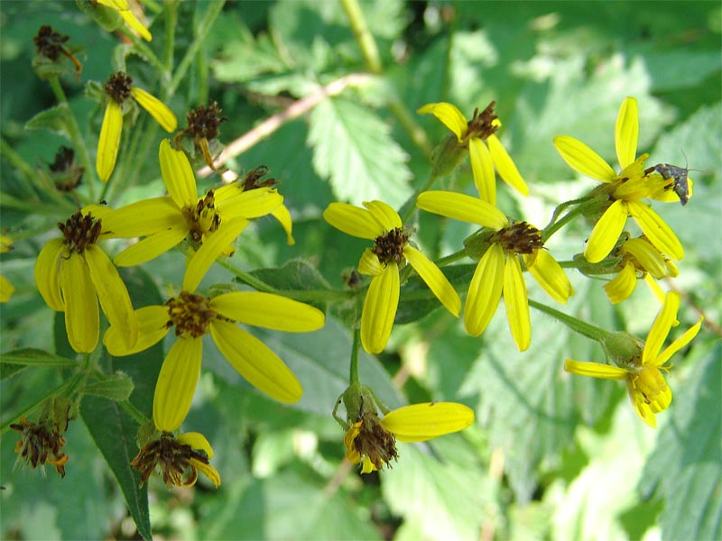 Изображение особи Senecio propinquus.