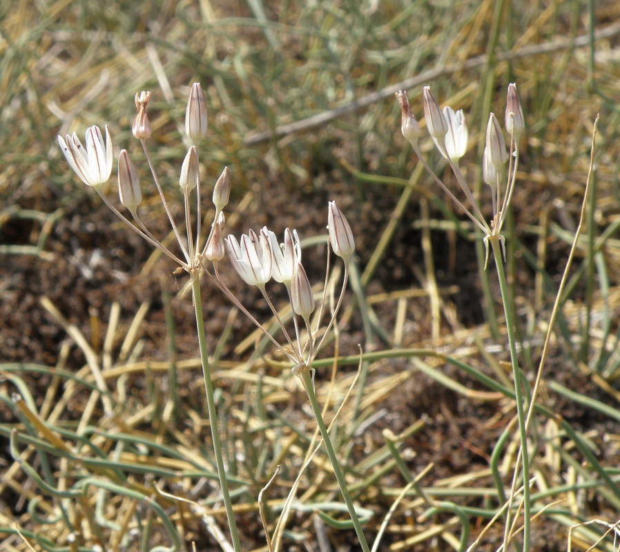 Image of Allium moschatum specimen.