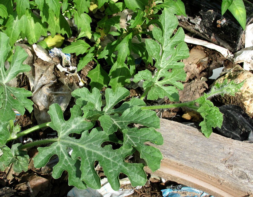 Image of Citrullus lanatus specimen.