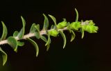 Melaleuca cardiophylla