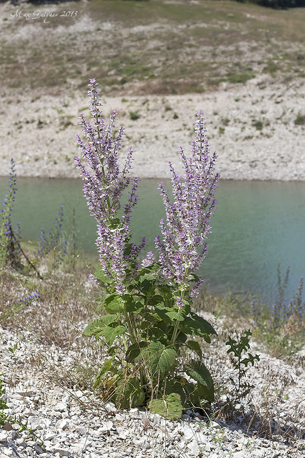 Изображение особи Salvia sclarea.