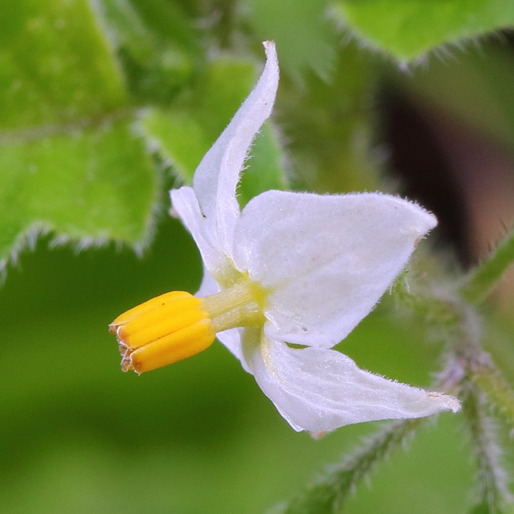 Изображение особи Solanum nigrum ssp. schultesii.