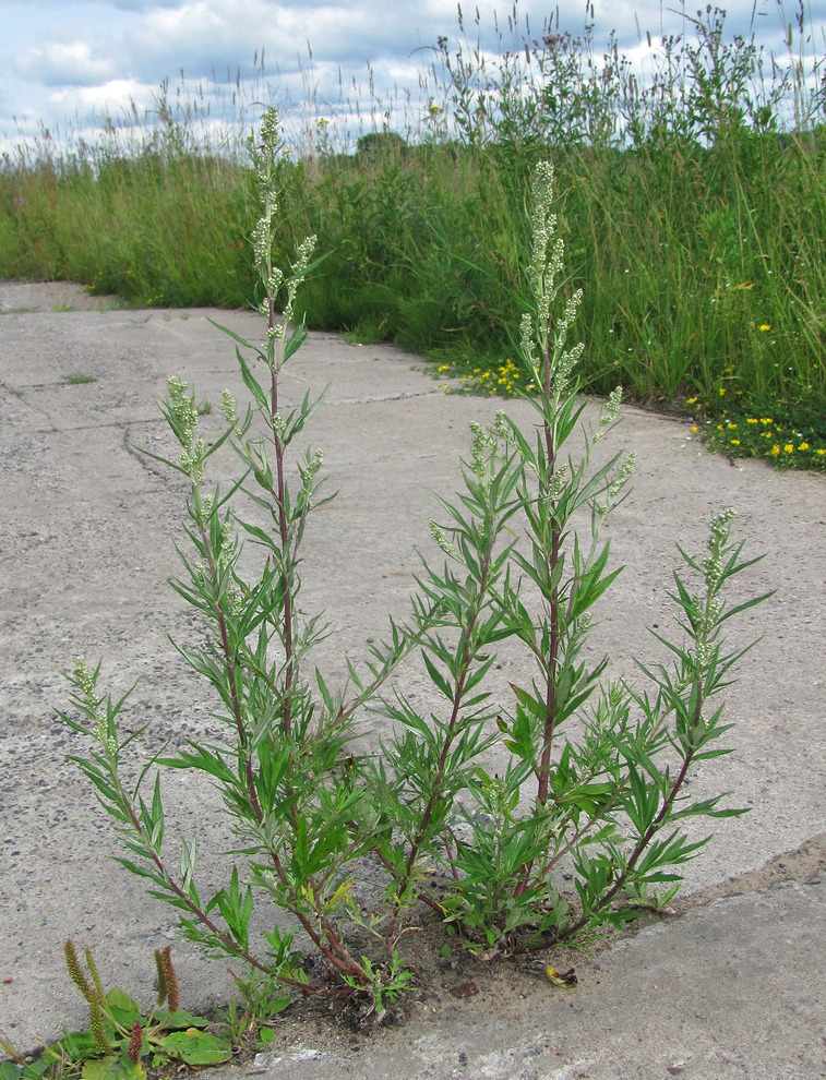 Изображение особи Artemisia vulgaris.