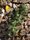 Papaver croceum