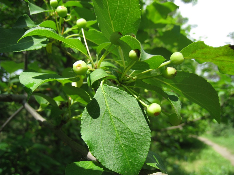 Изображение особи Malus baccata.
