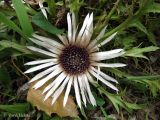 Carlina acaulis. Соцветие. Украина, Ивано-Франковская обл., Косовский р-н, окр. с. Яворов, возле вершины г. Терношора. 10 сентября 2013 г.