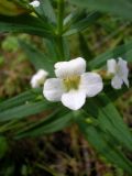 Gratiola officinalis