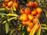 Hippophae rhamnoides. Соплодие. Краснодарский край, г. Крымск, территория ОСС. 24.10.2013.