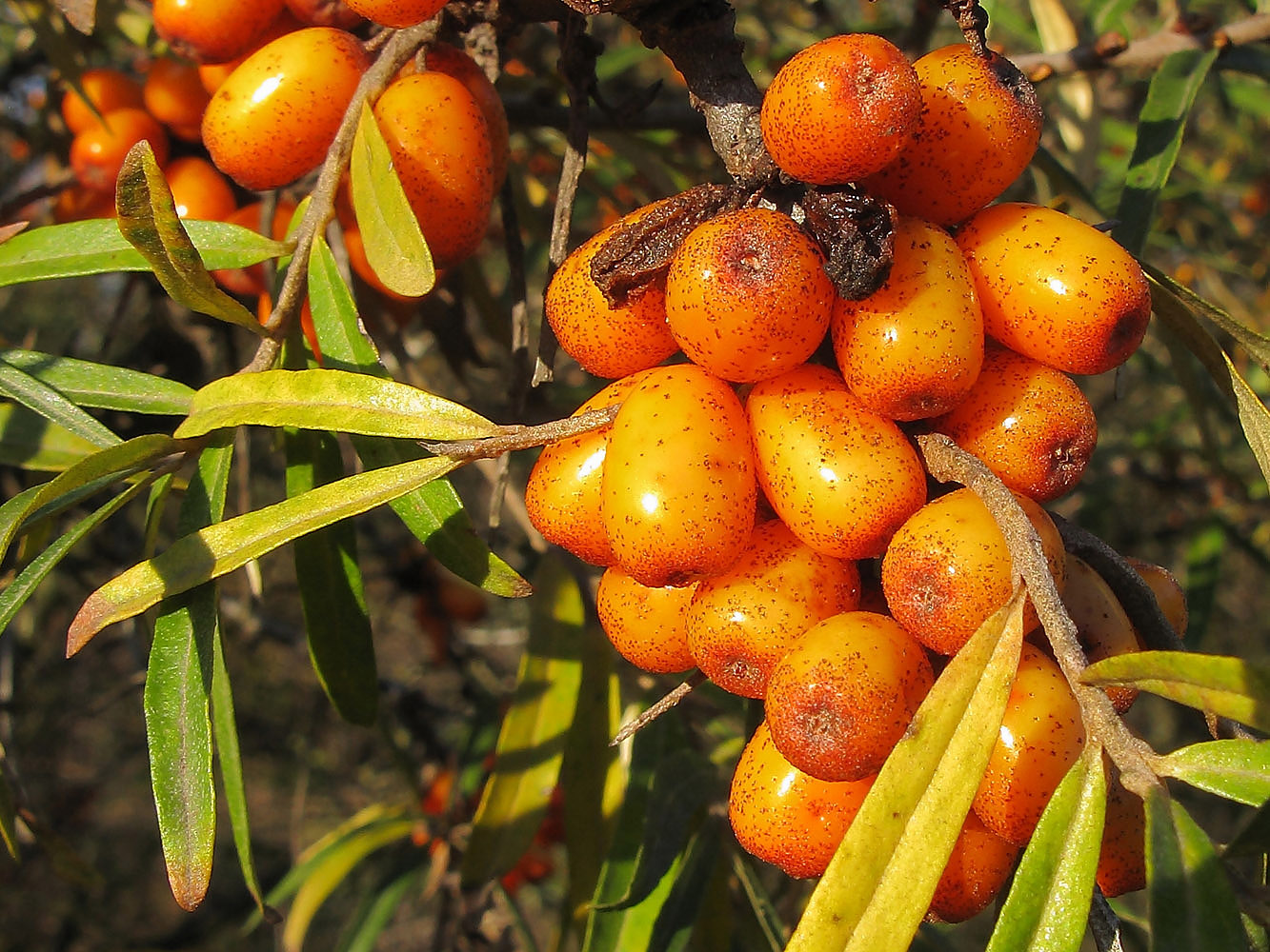 Image of Hippophae rhamnoides specimen.