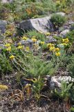 Trichanthemis radiata. Цветущее растение. Южный Казахстан, горы Каракус. 16.05.2013.