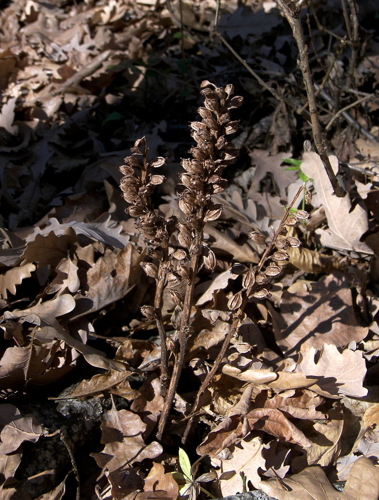 Image of Neottia nidus-avis specimen.