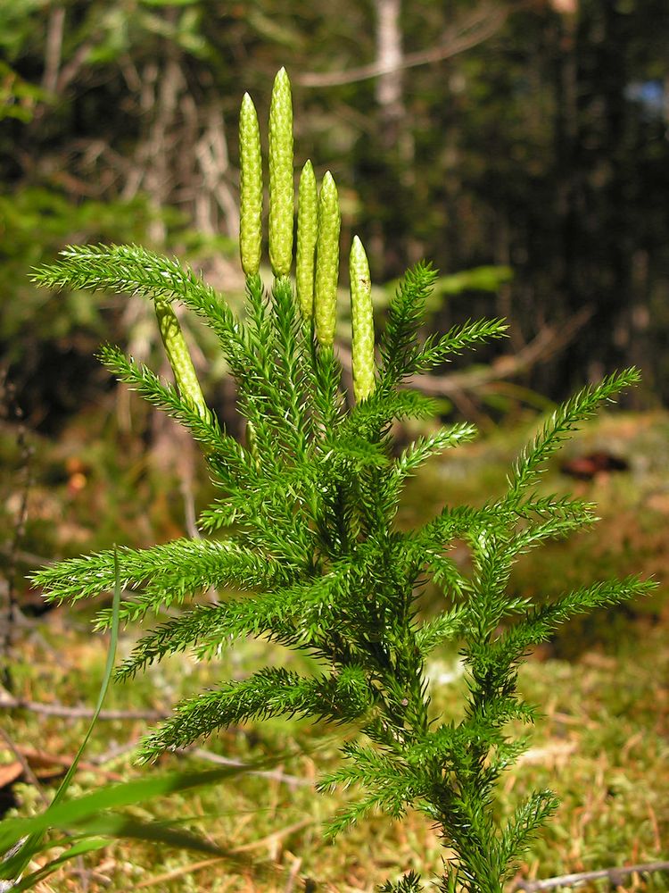 Изображение особи Lycopodium juniperoideum.