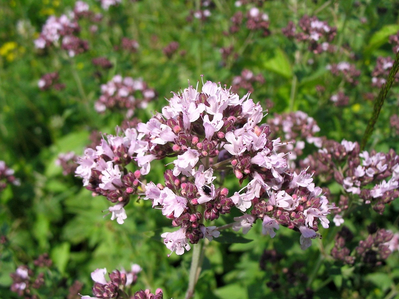 Изображение особи Origanum vulgare.