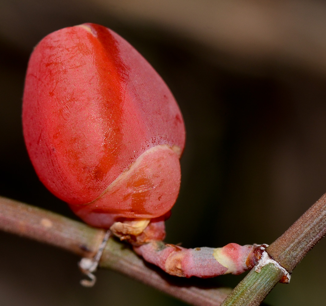 Image of Ephedra foeminea specimen.