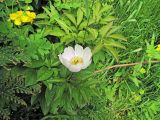 Paeonia lactiflora