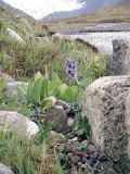 Delphinium iliense