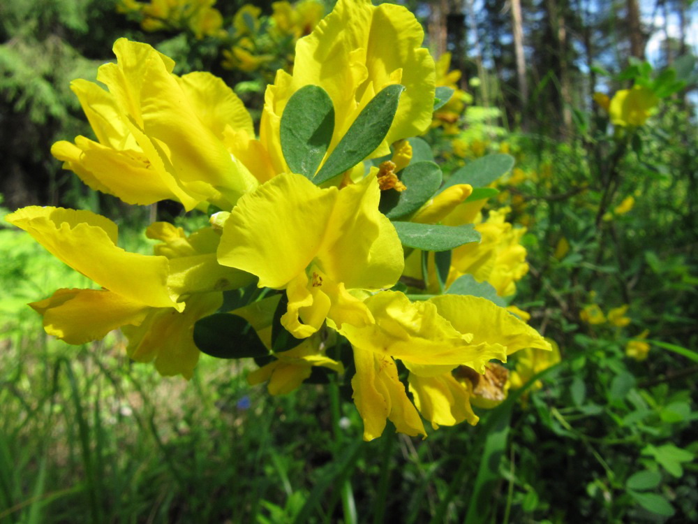 Изображение особи Chamaecytisus ruthenicus.