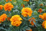 Tagetes patula. Верхушки побегов с соцветиями. Восточный Казахстан, Уланский р-н, с. Украинка, дачный участок, в культуре. 20.08.2005.