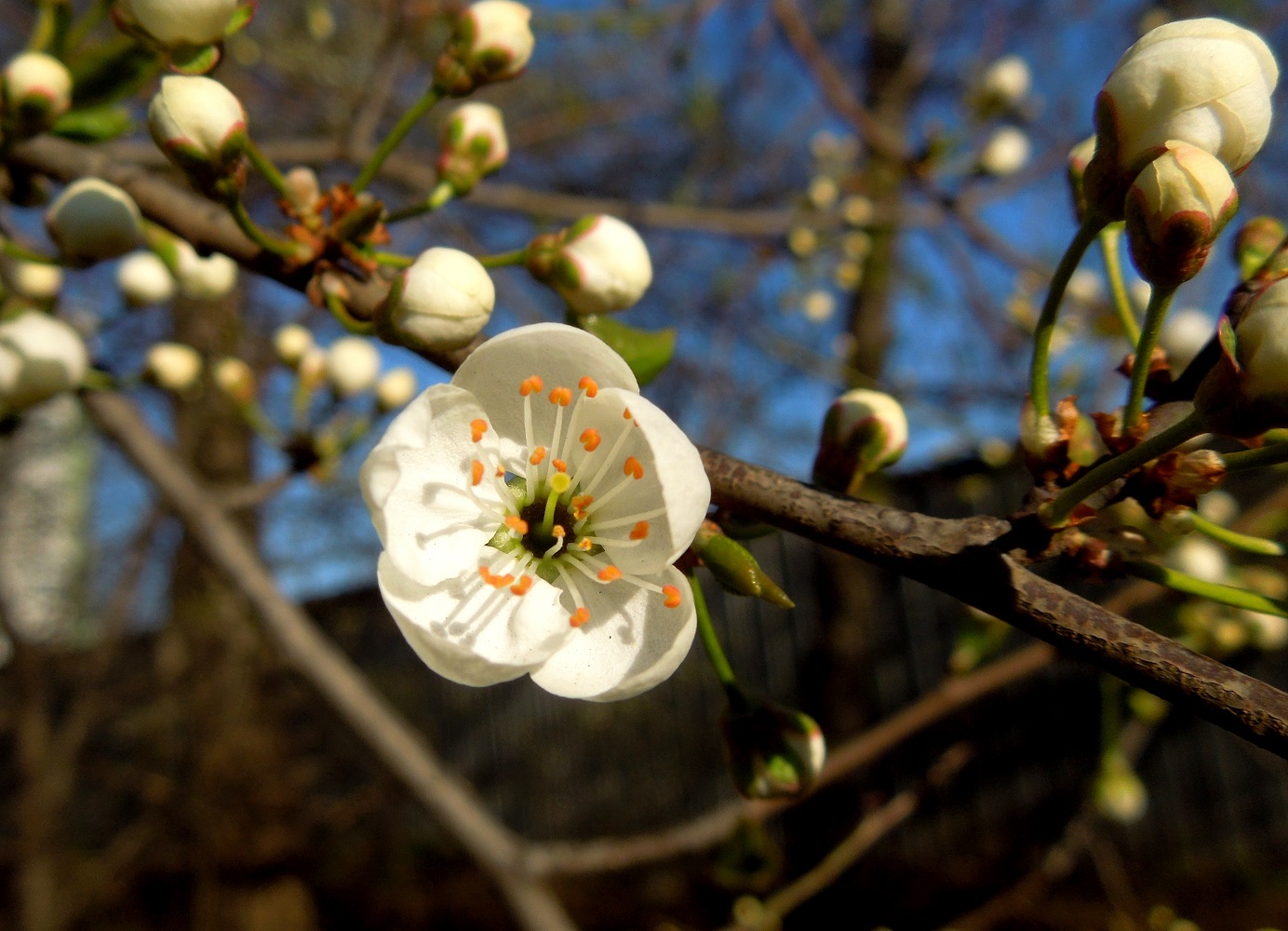 Image of Prunus cerasifera specimen.