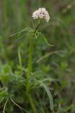 Valeriana tuberosa. Верхушка растения с соцветием. Ростовская обл., Мясниковский р-н, Чулекская балка. 19.04.2014.