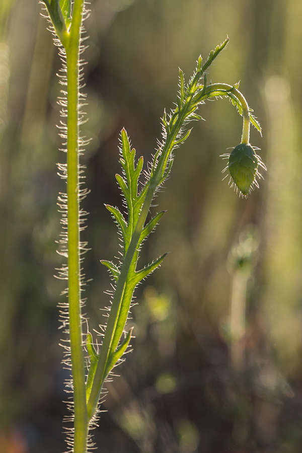 Image of genus Papaver specimen.