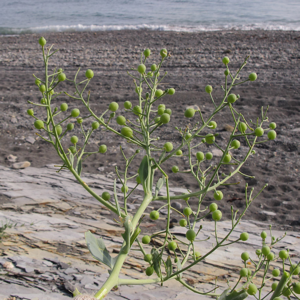 Изображение особи Crambe maritima.