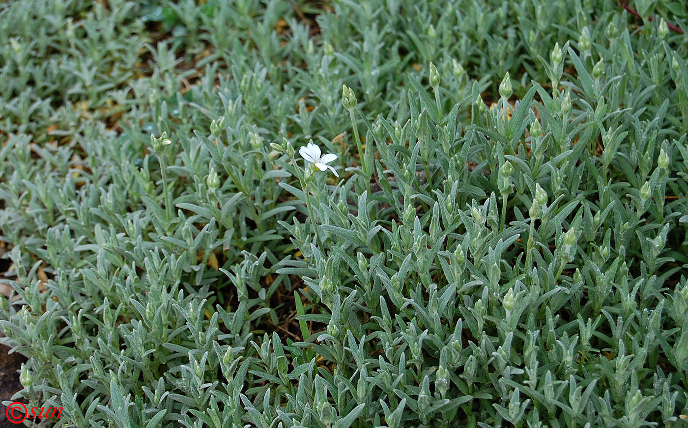 Изображение особи Cerastium argenteum.