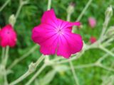 Lychnis coronaria