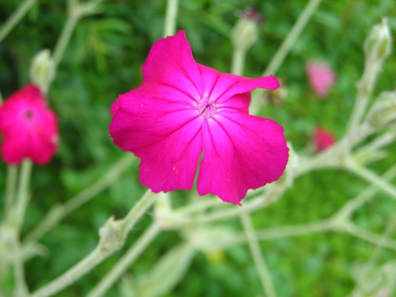 Изображение особи Lychnis coronaria.